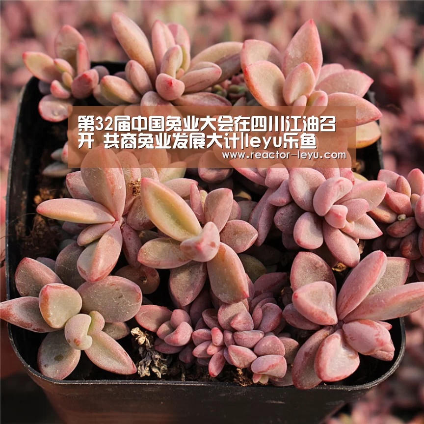 第32届中国兔业大会在四川江油召开 共商兔业发展大计|leyu乐鱼(图2) leyu乐鱼